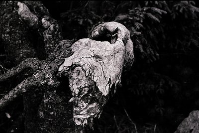 Close-up of a preserved human mummy wrapped in natural fibers, likely pine bark, in a dark, humid environment. The facial fea...