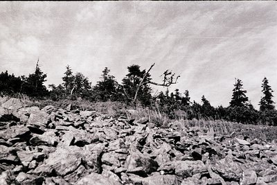 Black-and-white landscape featuring jagged rocky terrain in foreground, sparse coniferous trees, and a lone fallen branch. Dr...