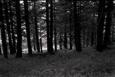 Tall, dense forest of mature coniferous trees with sparse undergrowth, captured in high-contrast black-and-white. Sunlight fi...