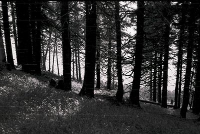 Tall, leafless coniferous trees form a dense, vertical forest canopy in monochrome. Sunlight filters through gaps, illuminati...