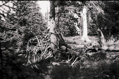 Vintage black-and-white forest scene featuring fallen trees and dense foliage, likely mid-20th century. Dramatic lighting hig...