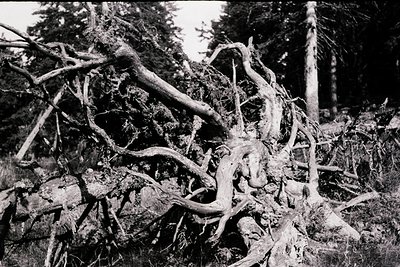 Uprooted tree roots tangled with fallen branches and rocks, captured in high-contrast black-and-white. Dramatic natural chaos...