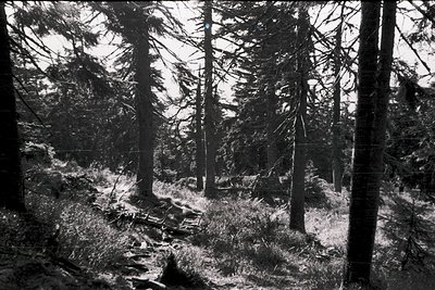 Dense forest path flanked by tall conifers, overgrown with dry undergrowth. Black-and-white monochrome suggests vintage or ar...