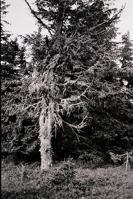 Mature conifer tree with dense, gnarled branches and frost-laden needles, likely a Norway spruce (*Picea abies*). The intrica...