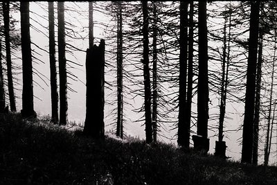 Silhouetted forest scene with tall, leafless trees framing a lone, dark figure standing on a slight rise. High-contrast black...