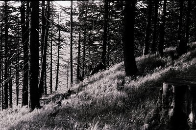 Dense forest path winding through tall conifers with dry grass on a sunlit hillside. High-contrast black-and-white compositio...
