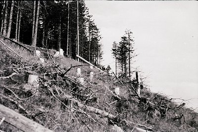 Black-and-white forest scene showing storm damage: fallen trees and uprooted trunks scattered across a hillside, with standin...