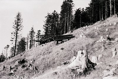 Black-and-white forest scene showing timber logging on a steep hillside. Logs stacked mid-slope, stumps and felled trees indi...