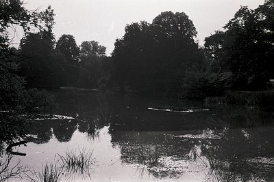 Black-and-white pond scene with dense tree reflections, likely mid-20th century. Overgrown reeds frame shallow water, creatin...