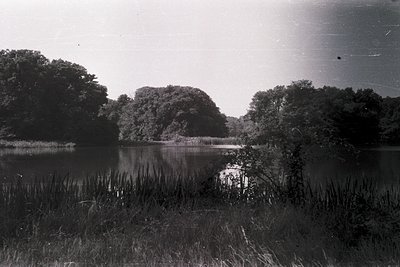 Vintage black-and-white lake scene with dense forest framing a calm water body, overgrown reeds in foreground. Likely mid-20t...