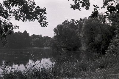 Black-and-white lakeside scene with dense foliage framing a calm water body, likely mid-20th century. Overgrown reeds and tre...