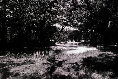 Silhouetted trees frame a serene pond with dappled light reflections, evoking mid-20th century landscape photography. The hig...