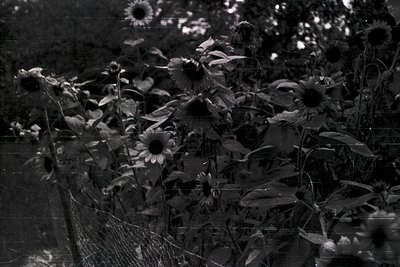 High-contrast black-and-white close-up of sunflowers in late bloom, captured through a mesh fence. Petals appear weathered, s...