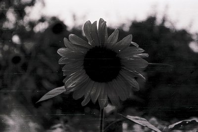 Vintage black-and-white close-up of a sunflower in soft focus, showcasing delicate petals and central disc. Blurred greenery ...