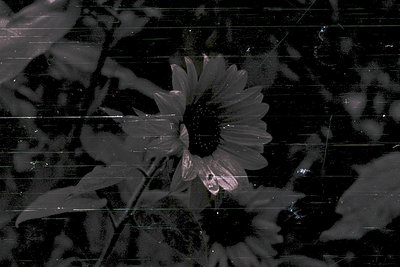 Close-up of a sunflower petal pressed against frosted glass, creating a blurred reflection. The contrast between delicate flo...