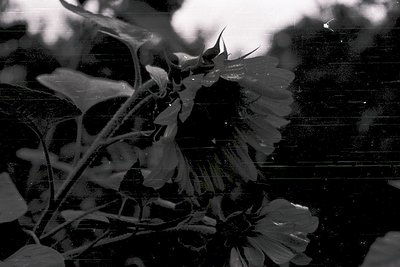 Close-up of delicate white flowers with elongated petals and central stamens, captured in high-contrast monochrome. Blurred b...