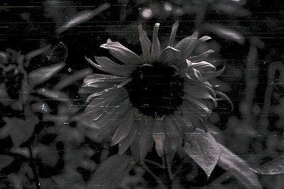 Close-up of a sunflower in high-contrast black-and-white, showcasing textured petals and central disc. The grainy, aged film ...