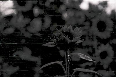 Sunflower silhouette framed by rain-streaked glass, creating abstract light/shadow patterns. High-contrast black-and-white co...