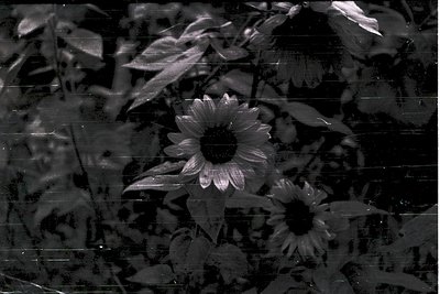 Vintage black-and-white photo of sunflowers in close-up, captured through a textured glass surface. Distorted reflections and...