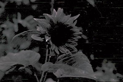 High-contrast black-and-white sunflower in winter, covered with frost. Petals and center stand out against snowy backdrop. Te...