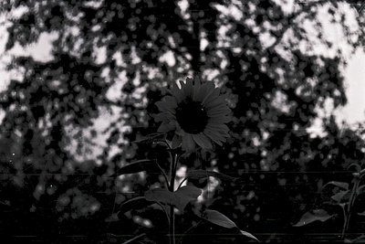 Black-and-white silhouette of a sunflower in sharp focus against a blurred, textured forest backdrop. High-contrast lighting ...