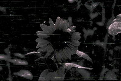 Close-up of a sunflower petal in high-contrast monochrome, captured through frosted glass or plastic. The texture and light d...