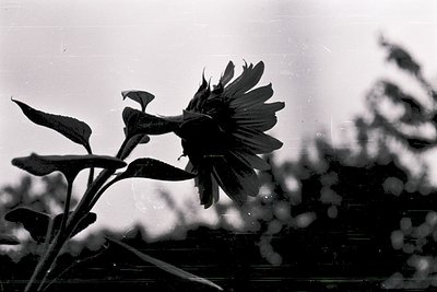 Vintage black-and-white close-up of a sunflower in profile, backlit for dramatic contrast. Petals radiate symmetrically again...