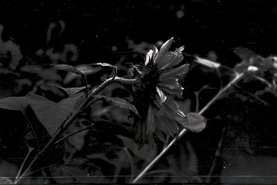 High-contrast black-and-white close-up of a single daisy-like flower with blurred petals and stems, set against a dark, textu...