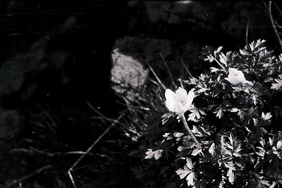 Vintage black-and-white close-up of delicate white flowers in dense foliage, likely daisies or similar species. Soft focus an...