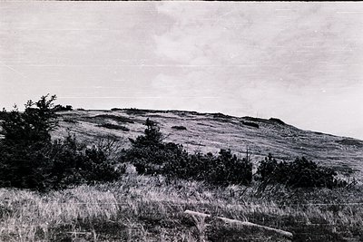 Barren, rolling hillside with sparse vegetation and scattered trees, captured in black-and-white. The terrain appears rugged ...