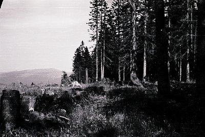 Dense forest of tall evergreens with uneven ground and fallen logs, likely mid-20th century. Monochrome print suggests vintag...