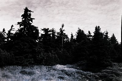 Black-and-white landscape featuring dense coniferous forest on a rocky hillside. Tall evergreens dominate the scene, with a l...