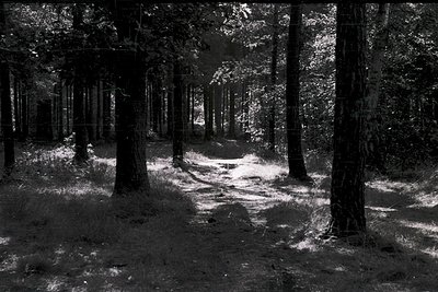 Dense forest path bathed in dappled sunlight, framed by towering trees with low-lying undergrowth. High-contrast black-and-wh...