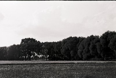 Vintage black-and-white landscape of dense forest edge with open agricultural field. Tall trees form a natural boundary under...