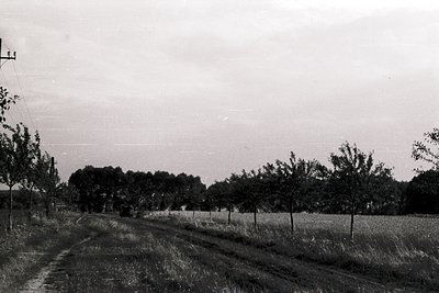 Rural road flanked by low hedgerows and mature trees, leading into an open field under overcast skies. Black-and-white vintag...