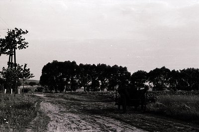 Black-and-white rural scene featuring a horse-drawn cart on a dirt road flanked by dense tree rows, likely orchards. Overcast...