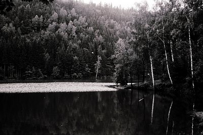 Black-and-white forest lake scene with dense coniferous trees framing a calm, reflective water surface. Bare branches suggest...