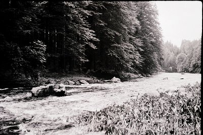 Vintage black-and-white shot of a shallow, rocky river flowing through dense forest. Overgrown reeds frame the foreground, wh...