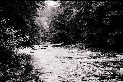 High-contrast black-and-white forest path framed by dense foliage, leading to a distant light source. Likely mid-20th century...