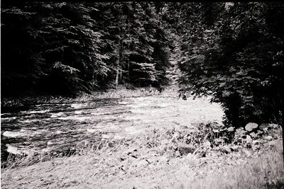 High-contrast black-and-white forest scene featuring a shallow, rocky stream winding through dense foliage. Dense tree canopy...