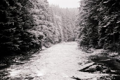 A narrow, snow-covered forest stream winds through dense evergreen trees, creating a serene, symmetrical path. The high-contr...
