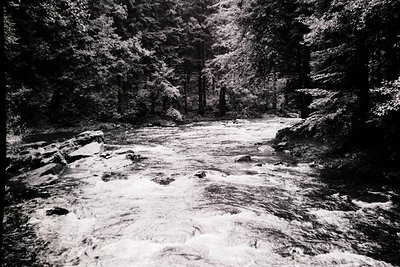 Black-and-white forest stream flowing through dense coniferous trees, creating a misty, dynamic texture. Sunlight filters thr...