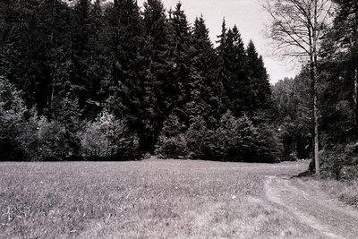 Dense coniferous forest framing a rural dirt road intersection, likely mid-20th century. Overgrown grass and sparse vegetatio...