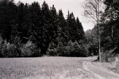 Vintage black-and-white shot of a rural road bordered by dense coniferous forest. The path curves gently through an open gras...