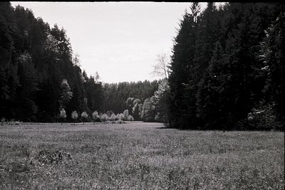 Dense forest framing a sunlit meadow with sparse grass, likely mid-20th century. Black-and-white vintage shot captures tall p...