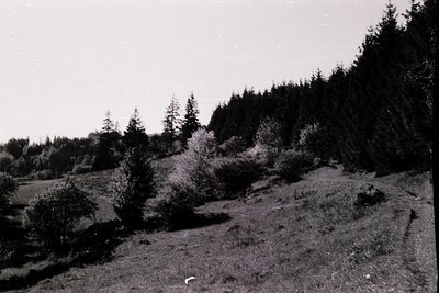 Black-and-white landscape shot of a forested hillside with sparse vegetation and a dirt path winding upward. Dense coniferous...