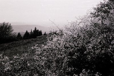 Vintage black-and-white landscape shot of misty hills and dense foliage, likely mid-20th century. Foreground dominated by ove...