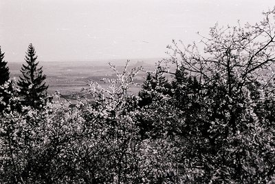 Vintage black-and-white landscape shot of a forested ridge overlooking rolling farmland. Dense evergreen and deciduous trees ...
