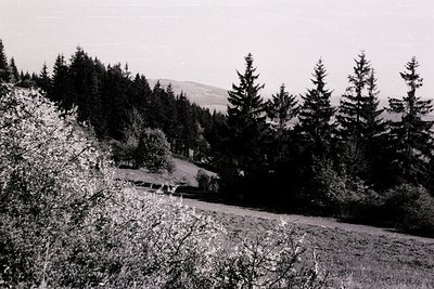 Black-and-white landscape featuring dense coniferous forest on a sloping hillside, with a winding dirt road cutting through. ...