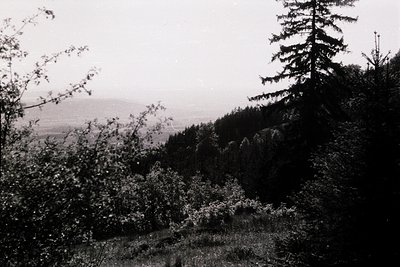 Black-and-white landscape featuring dense coniferous forest on a forested ridge, with a lone evergreen tree prominent in the ...
